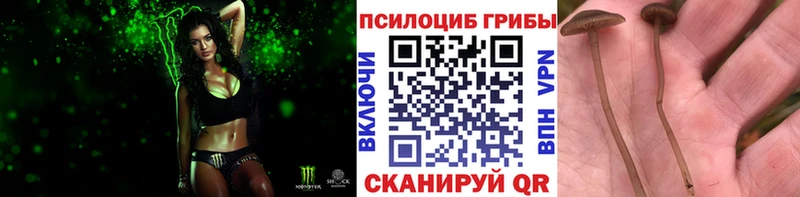 Купить закладки  Донецк  Псилоцибиновые грибы Cubensis 